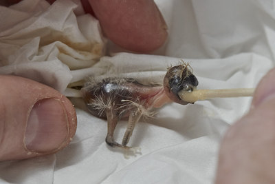 5 days old