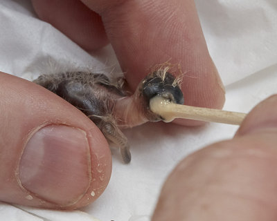 5 days old