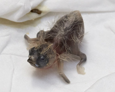 5 days old