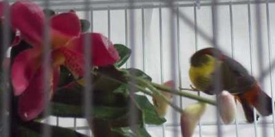 7-6 gold Breast offspring male.jpg