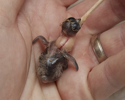 8 days old