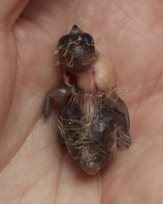 8 days old