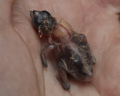 8 days old