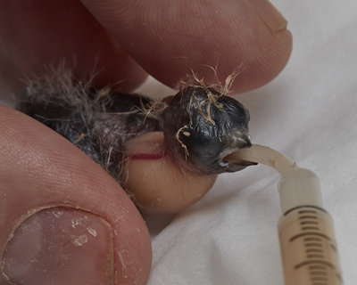 8 days old