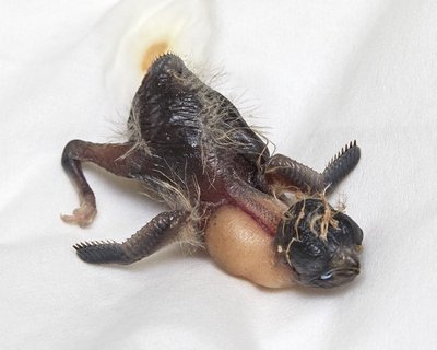 9 days old