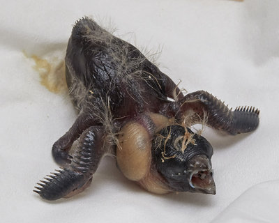 10 days old