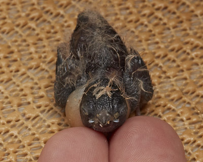 12 days old