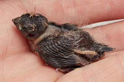 2 weeks old