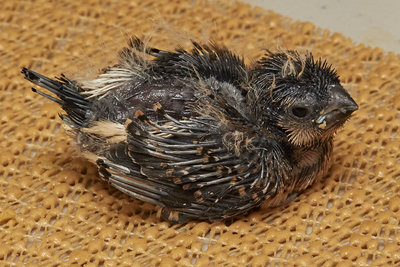 17 days old