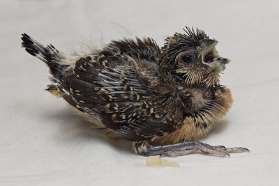 18 days old