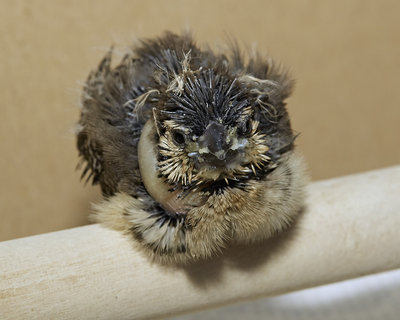 19 days old