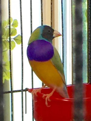 Gray head Lady Gouldian