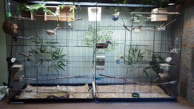 Double Flight Cage.jpg