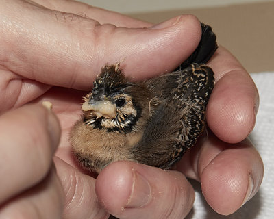 21 days old