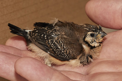 21 days old