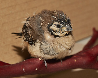 21 days old