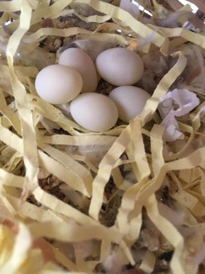 Five eggs, what is their condition?