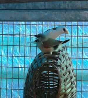 Grassfinch and bengalese.jpg