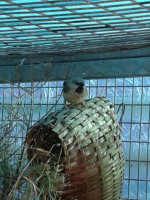 Grassfinch.jpg