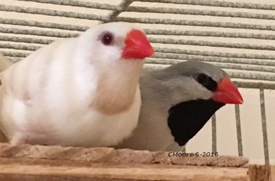 6-24 creamino hen and gray shaft tail.JPG