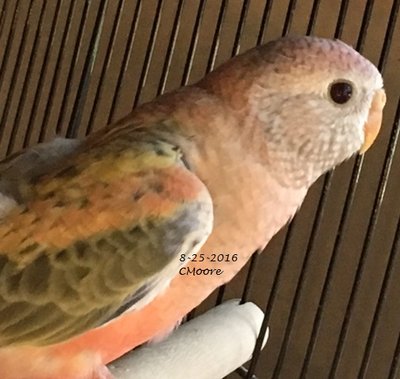 8-25 opaline fallow with yellow green band.JPG