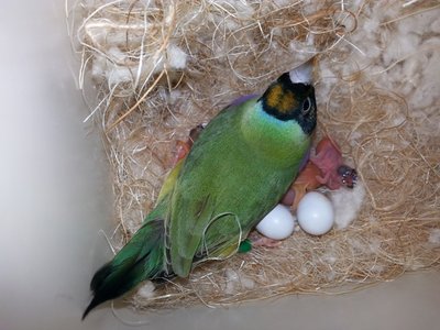 JetsFirstBabies1.jpg