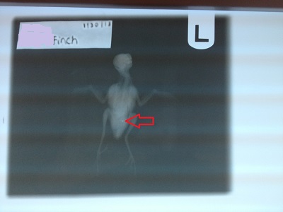 finch xray 1 arrow.jpg