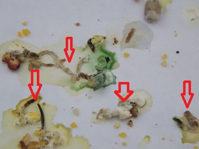 FF MBM Droppings.JPG