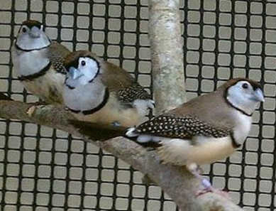 11-14 owls in aviary a.jpg