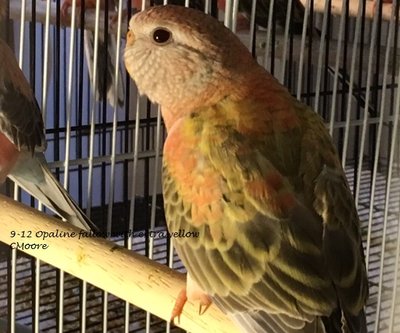 9-12 opaline fallow with extra yellow green band back.JPG