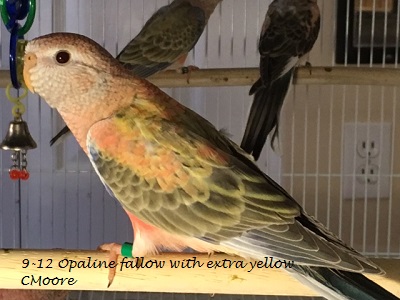 9-12 opaline fallow with extra yellow green band.JPG