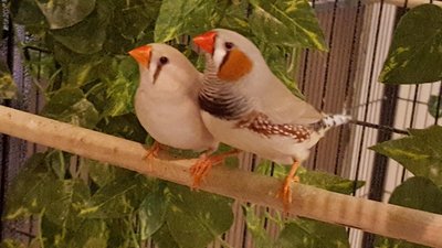 Fawn Chestnut Flanked English