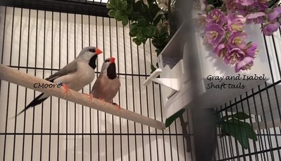 gray male and isabel hen shaft tail.JPG
