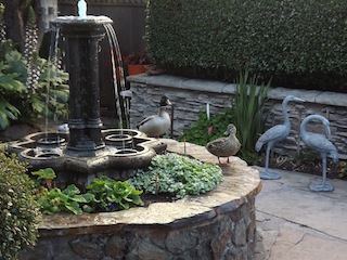 Wild Mallard Pair .JPG