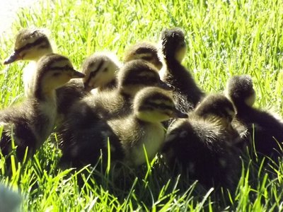 6-27 Nine Ducklings Hatched Yesterday.JPG