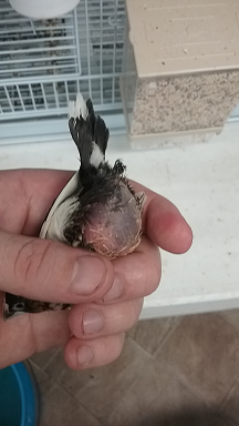 finch.png