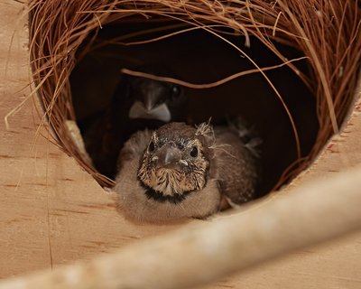 22 days old