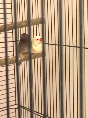 finches.JPG