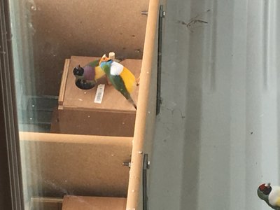 Chick getting curious about the outside world.