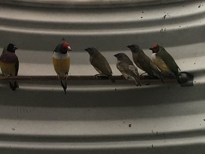 Hoping that a couple of these chicks are spit to blue.