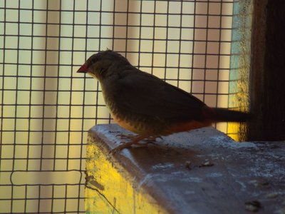 Our female