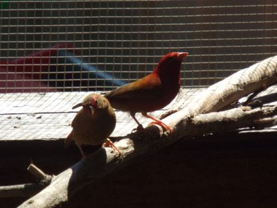 Our new African Firefinches