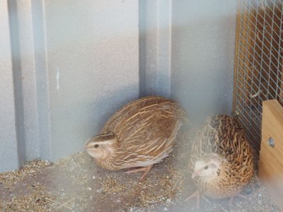 Two of the three quails.
