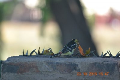DSC_2050.JPG
