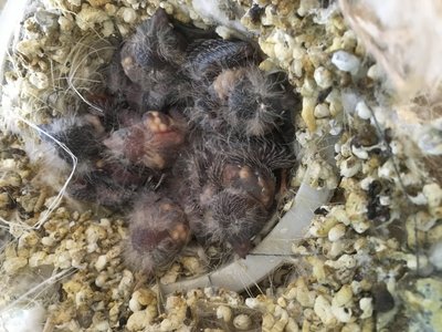 This is from several days ago, I just like this picture because the youngest baby is smack dab in the middle surrounded by its siblings.