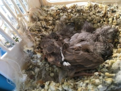 Photo from today, you can see how packed a nest it is lol.