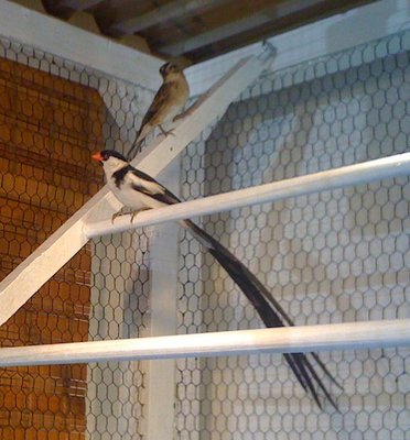 Whydah Pair 2.JPG