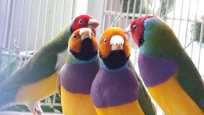MALES