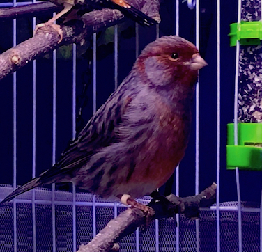colorbred cock   (red agate mosaic?)