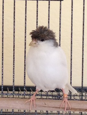 Canary.jpg